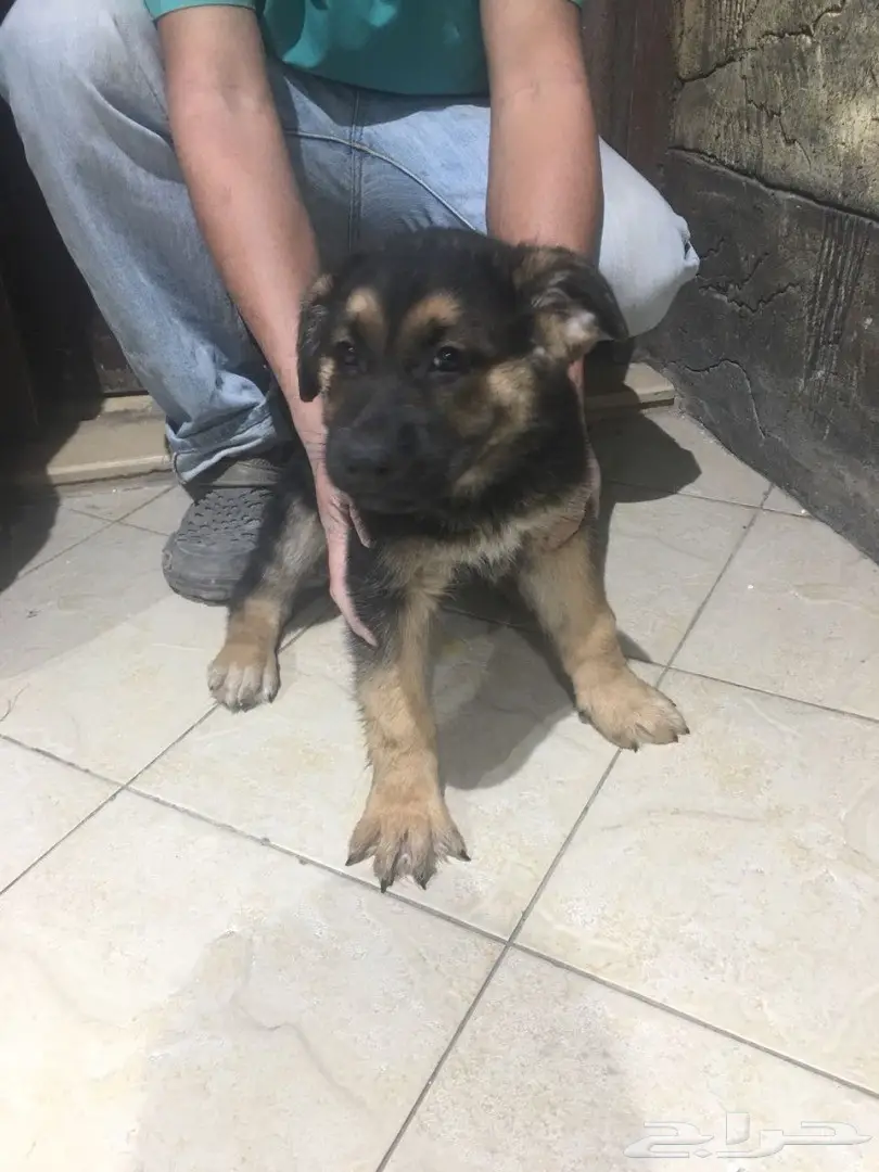كلب جيرمن شيبر للبيع (image 6)