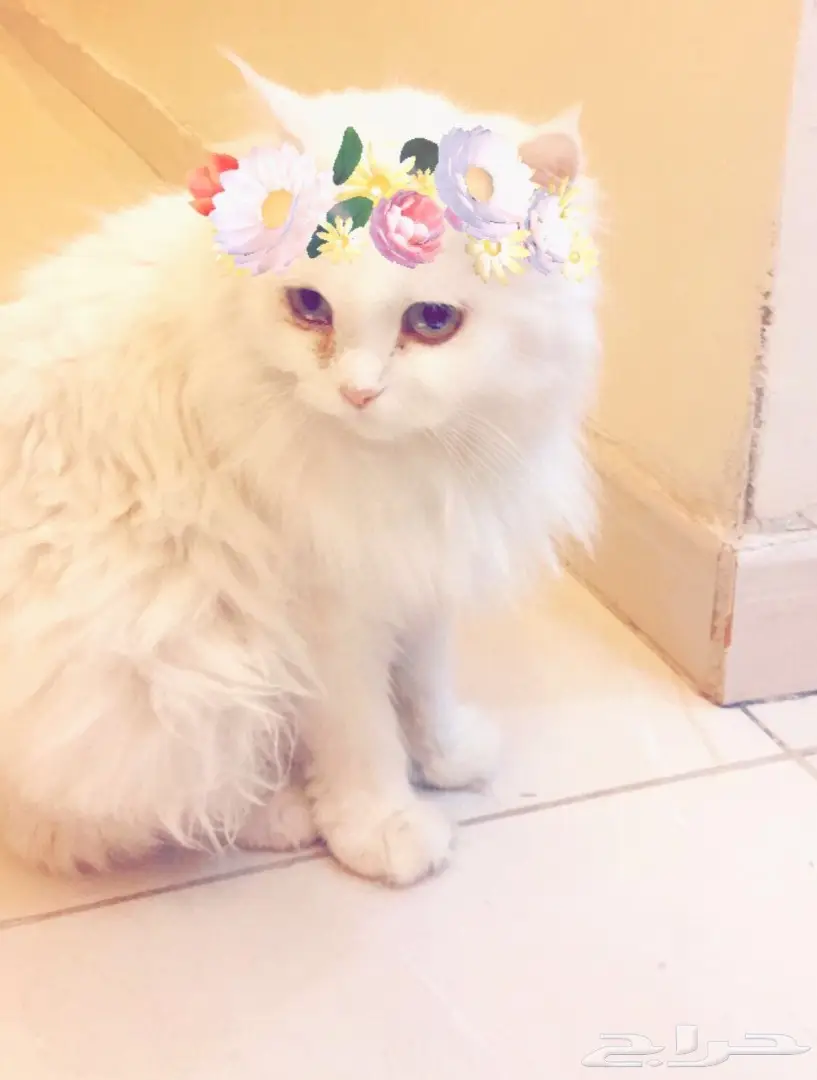 قطط شيرازي عدد 4  (image 2)