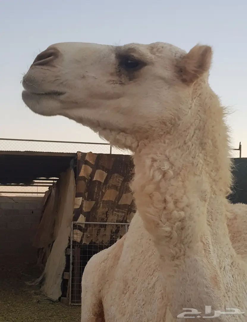 بكرة وضحى (image 1)