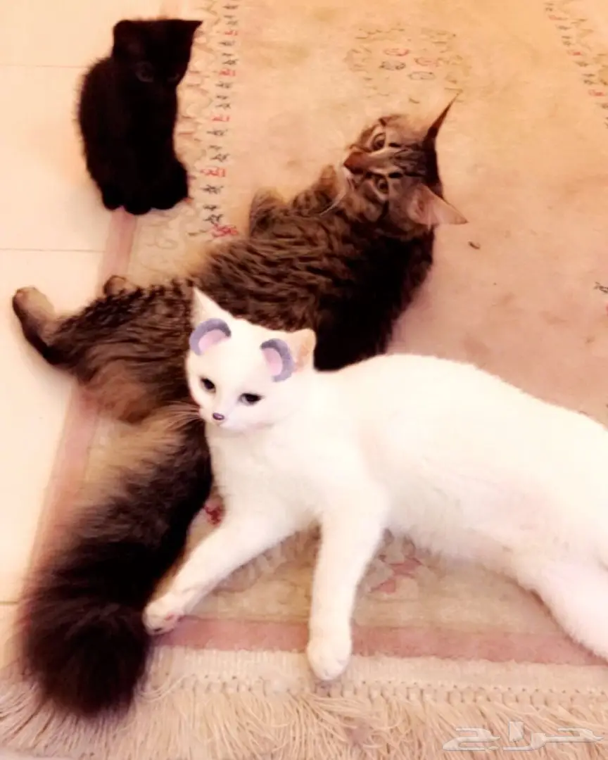 قطط شيرازي عدد 4  (image 1)