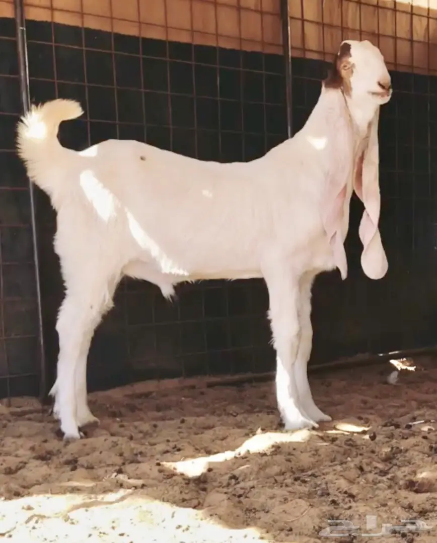 مشروع فحل على الجارف