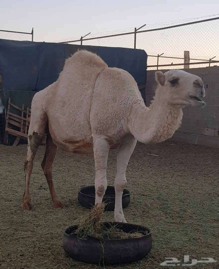 بكرة وضحى (image 2)