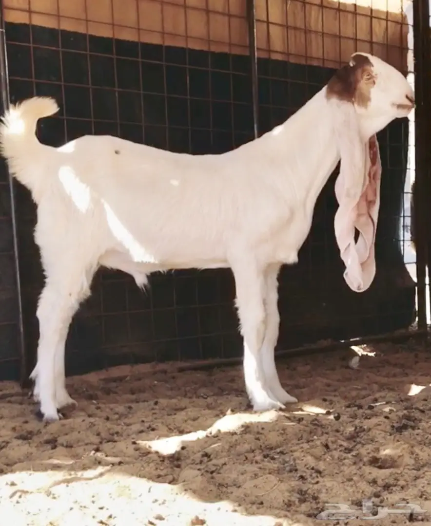 مشروع فحل على الجارف (image 1)