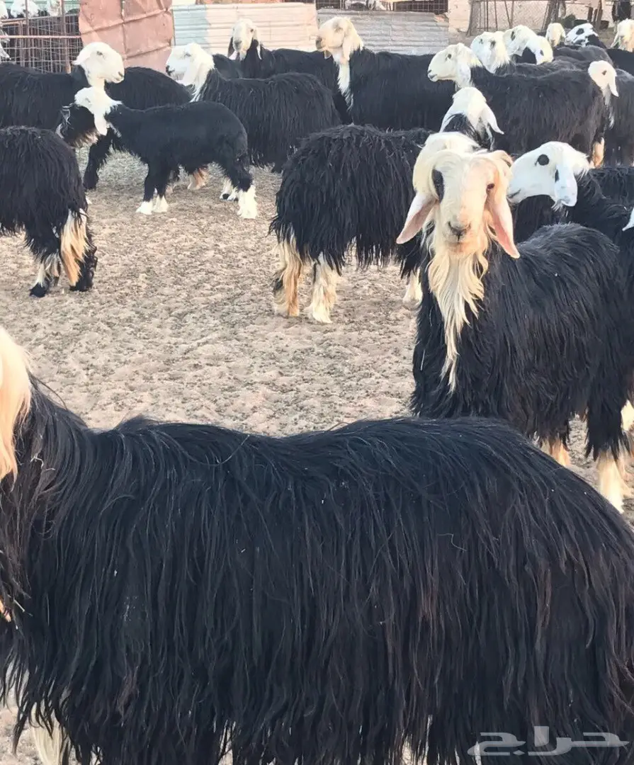 غنم نجد للبيع 