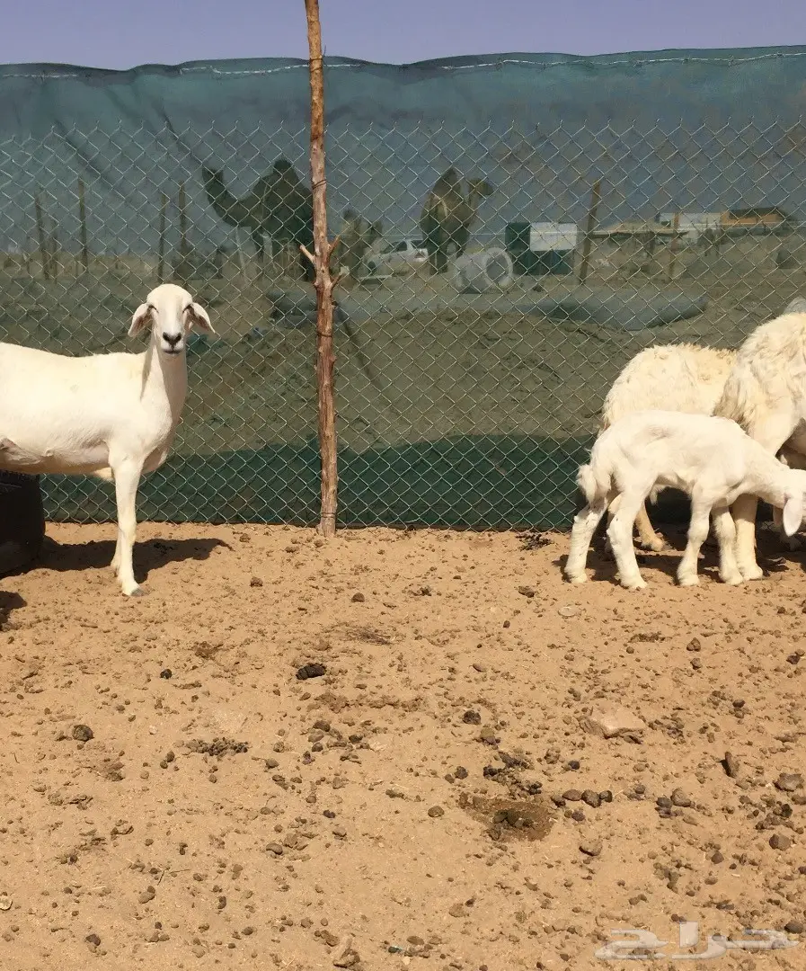 غنم حريه زينه11تحتها7 (image 7)