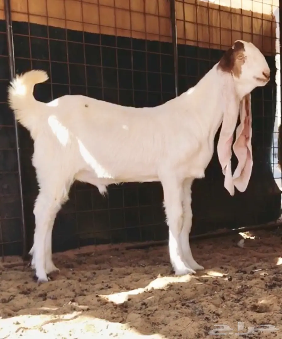 مشروع فحل على الجارف (image 2)