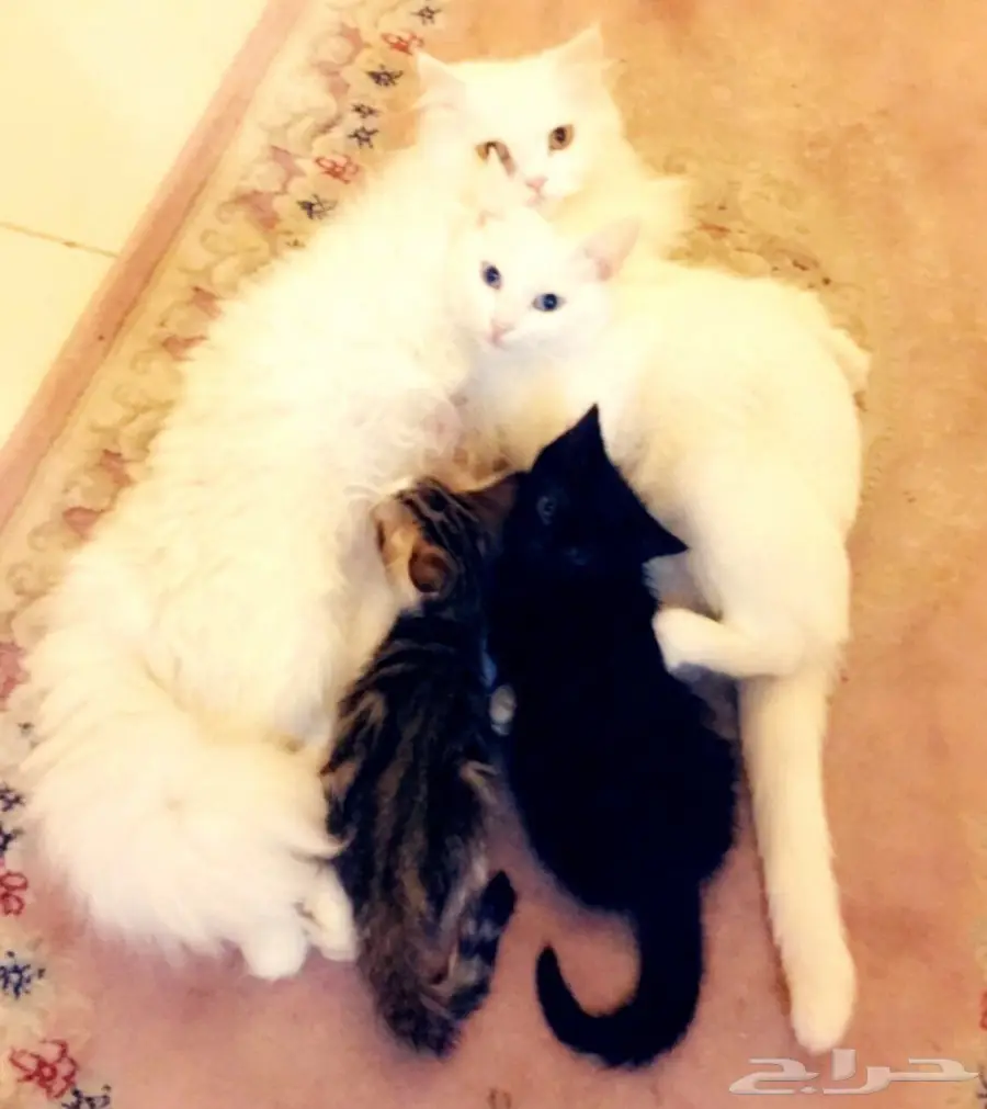 قطط شيرازي عدد 4  (image 3)