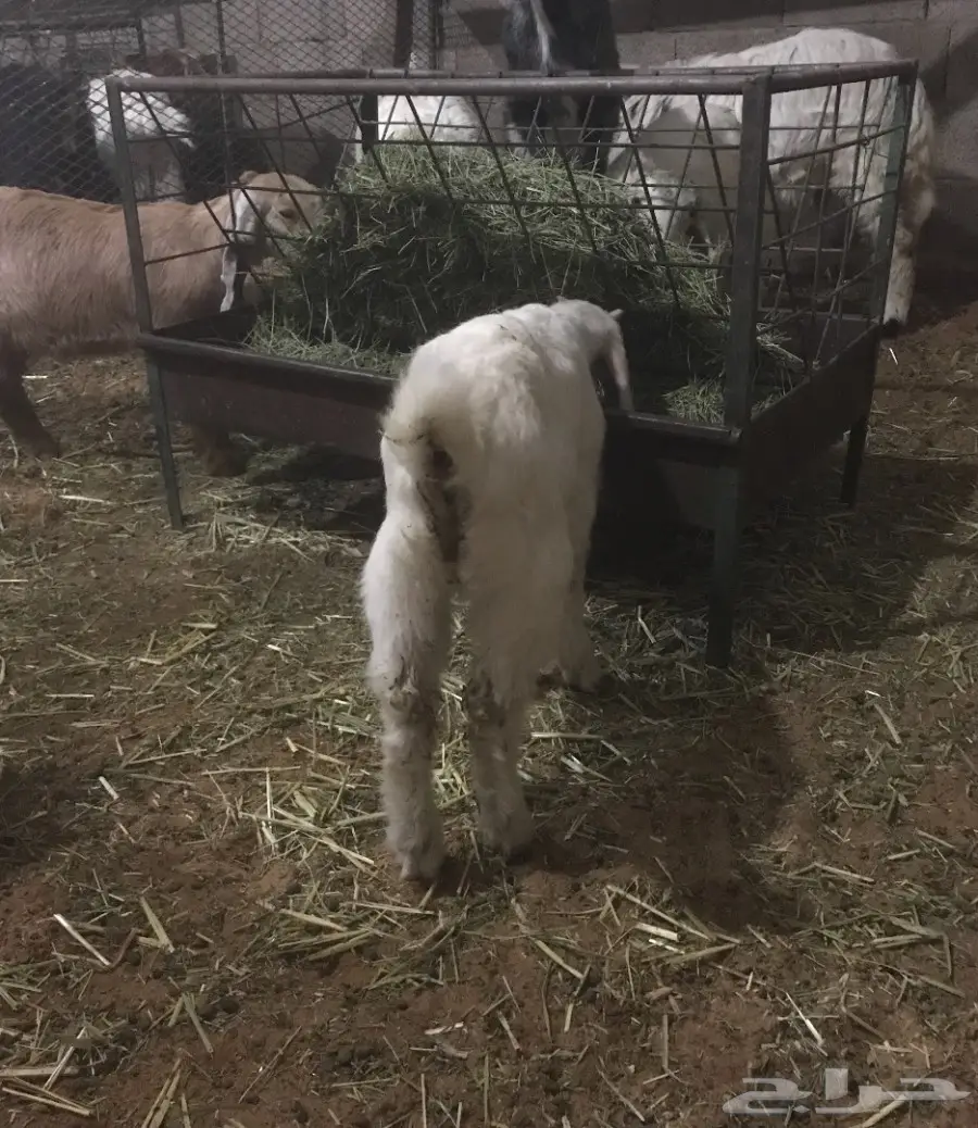 تيس ابيض داغور   (image 4)