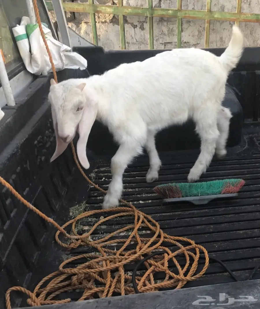 تيس ابيض داغور   (image 1)