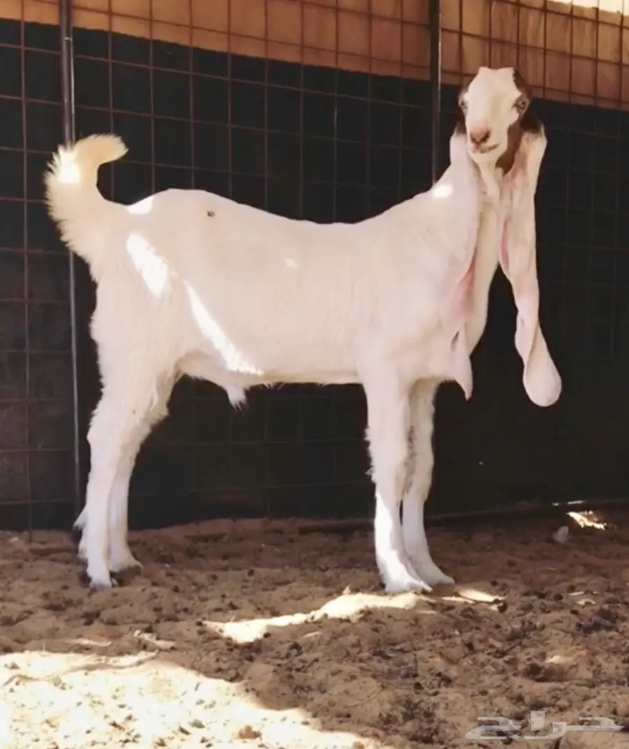 مشروع فحل على الجارف (image 3)