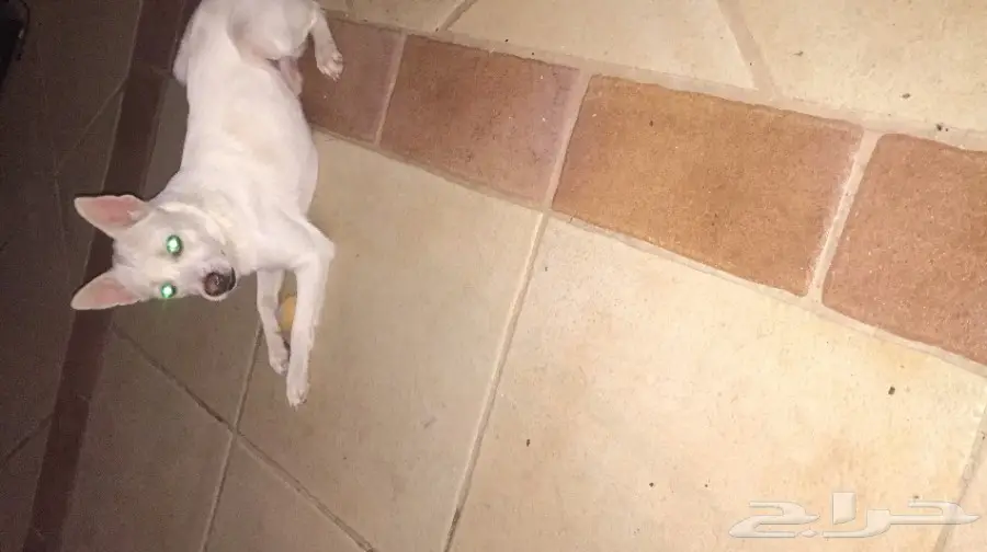 كلب دلع للبيع مميز  (image 1)