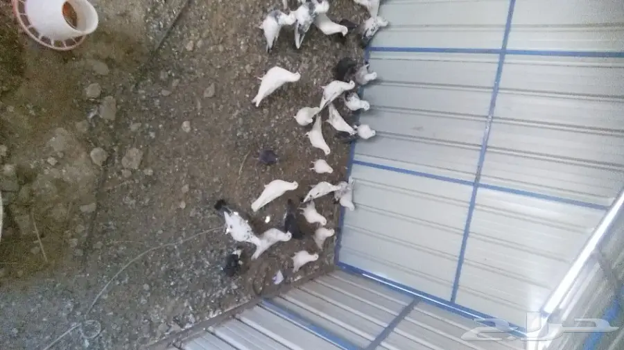 حمام مشكل للبيع 