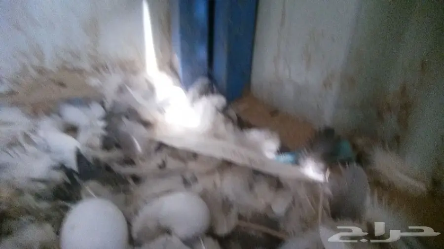 حمام مشكل للبيع  (image 2)