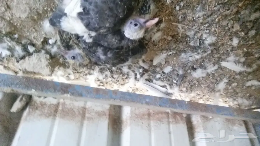 حمام مشكل للبيع  (image 4)