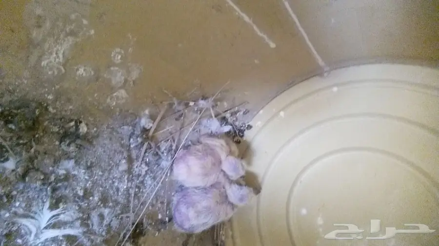 حمام مشكل للبيع  (image 9)