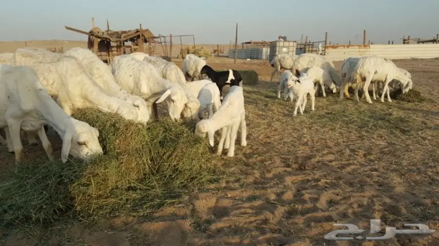 ضان مواليد للبيع 