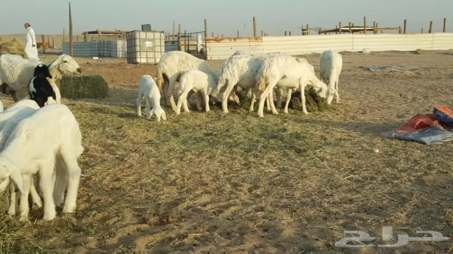 ضان مواليد للبيع  (image 1)