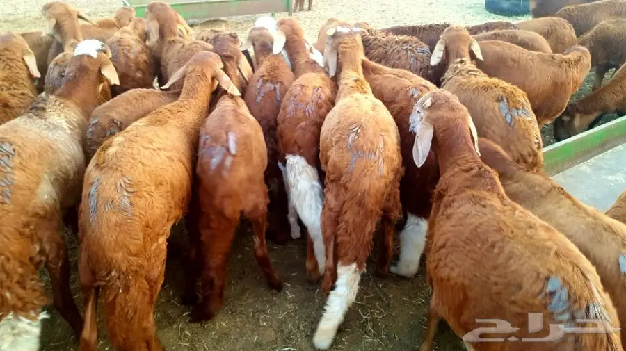 طليان سواكن حمريات تربية مقفلة (image 1)