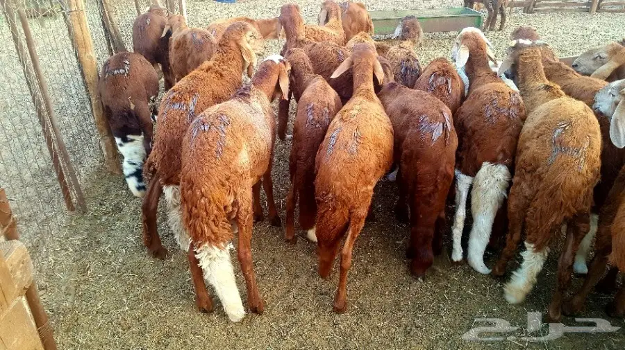 طليان سواكن حمريات تربية مقفلة (image 8)