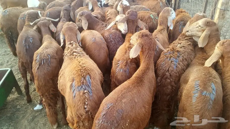 طليان سواكن حمريات تربية مقفلة (image 14)