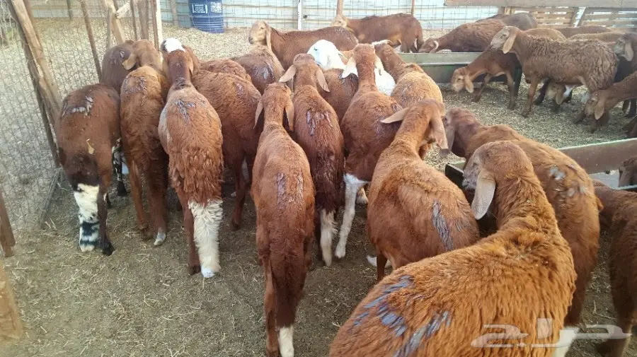 طليان سواكن حمريات تربية مقفلة (image 24)