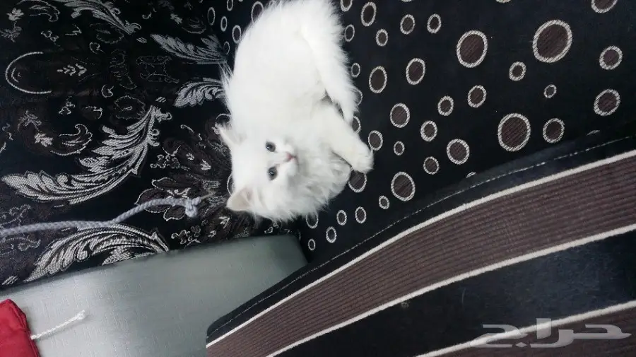 قطه شيرازي عمر شهرين  (image 1)