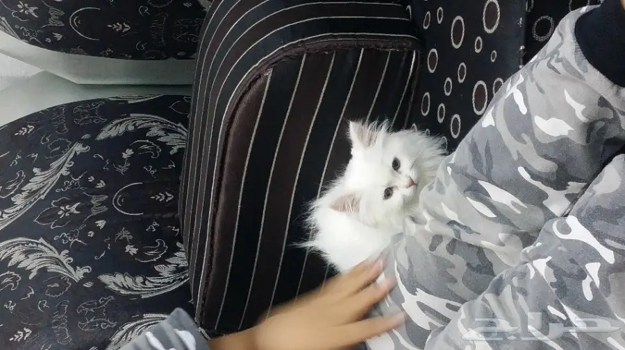 قطه شيرازي عمر شهرين  (image 2)