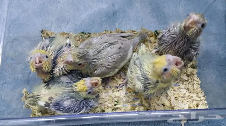 للبيع عدد 5 فروخ كروان - ببغاء كوكتيل  (image 1)