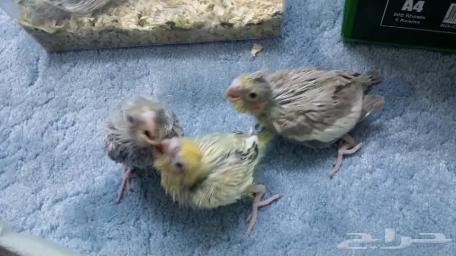 للبيع عدد 5 فروخ كروان - ببغاء كوكتيل  (image 2)