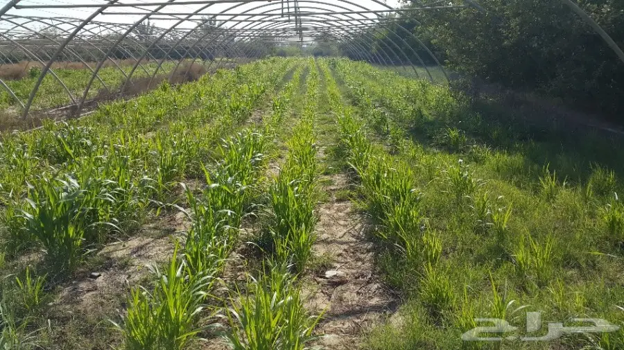 ذره امريكية السوبر(غرافي غراس) درجة اولى 