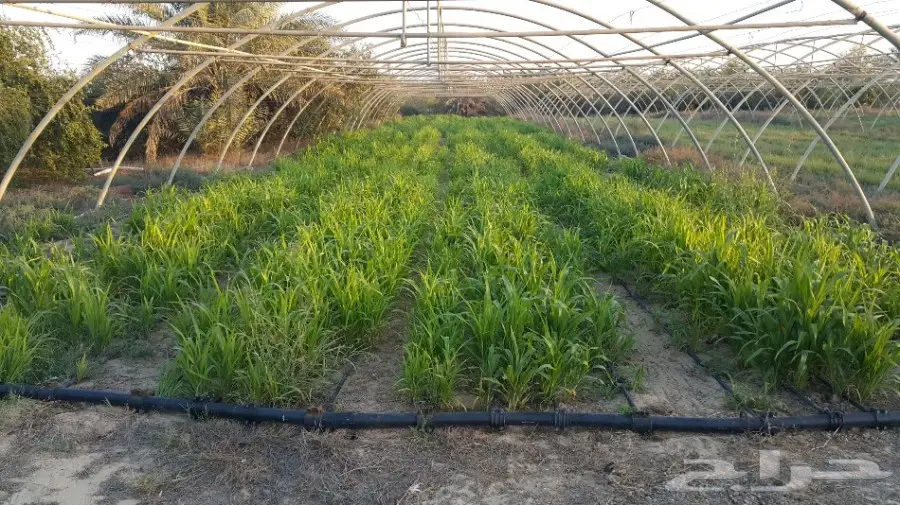 ذره امريكية السوبر(غرافي غراس) درجة اولى  (image 1)