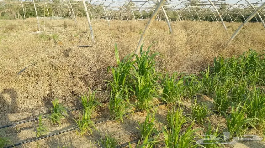 ذره امريكية السوبر(غرافي غراس) درجة اولى  (image 2)