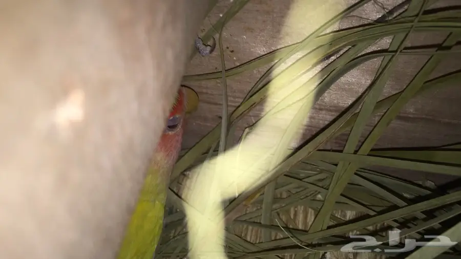جوز روز لاف العش (image 3)