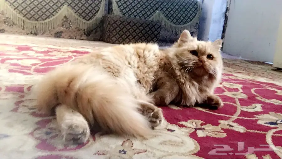 قط شيرازي نضيف جدا  