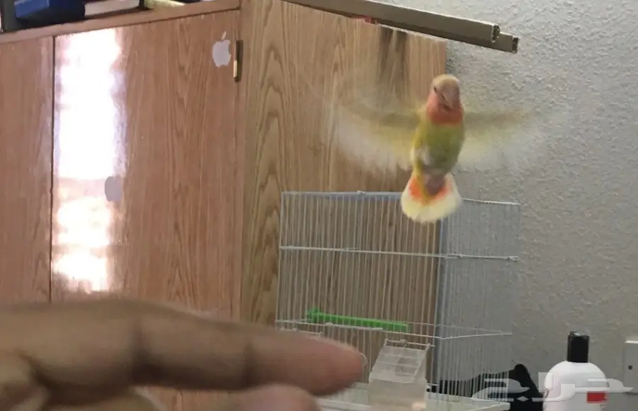 روز هدد (image 3)