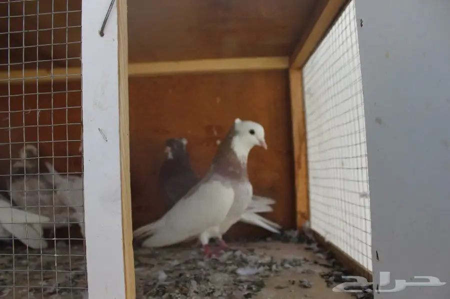 10 أجواز قطايف (image 19)