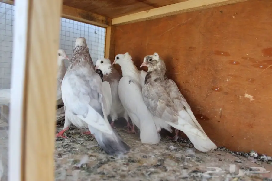 10 أجواز قطايف (image 23)