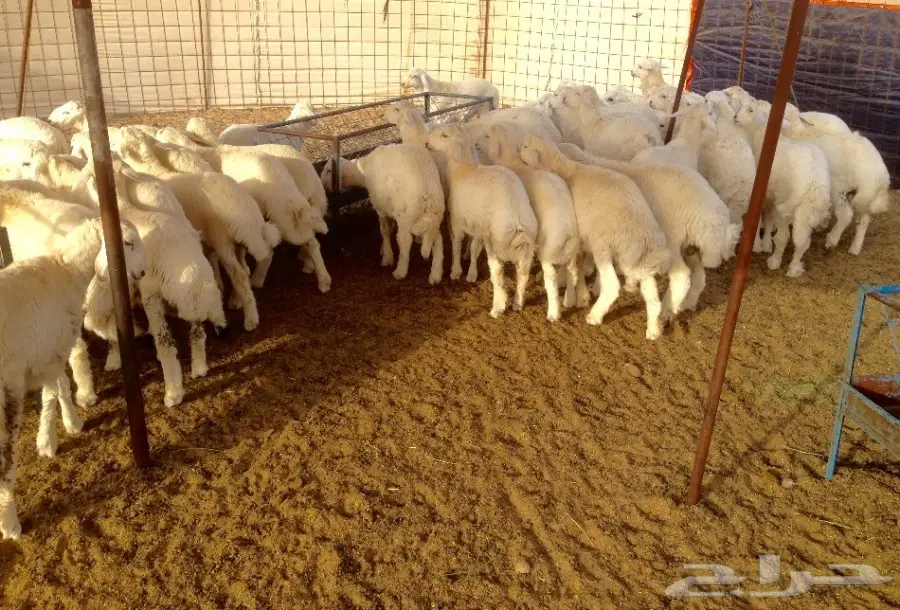 بهم حري بري مشروط الصحة والسلامة (image 2)