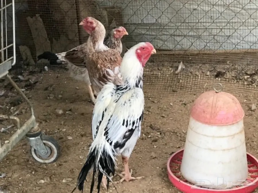 دجاج فارسي للبيع