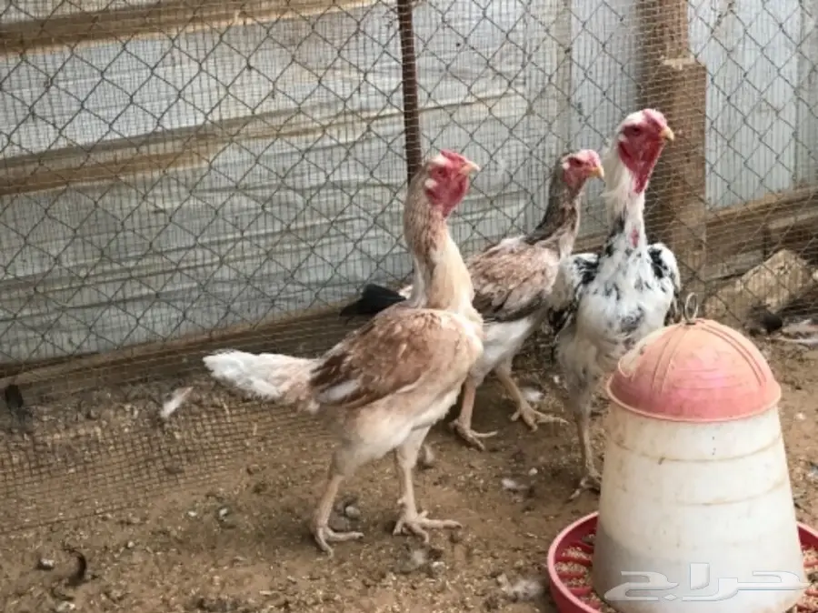 دجاج فارسي للبيع (image 1)