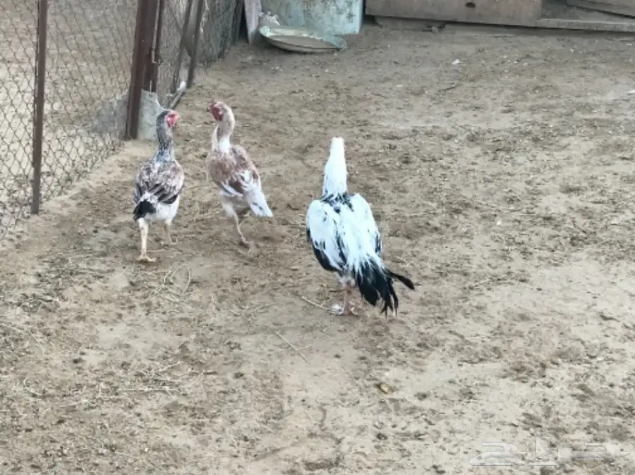 دجاج فارسي للبيع (image 2)