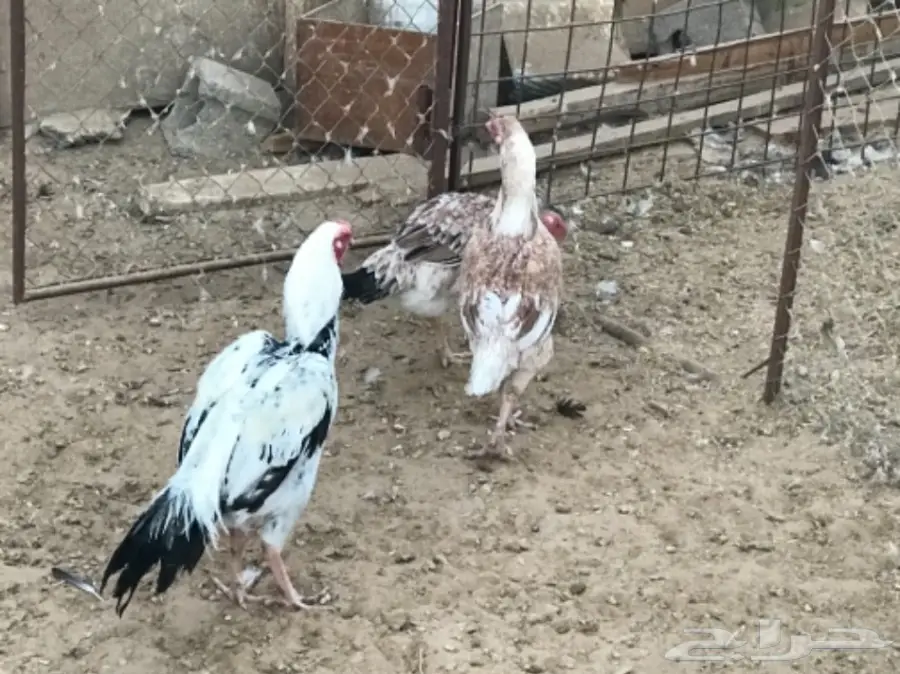 دجاج فارسي للبيع (image 3)