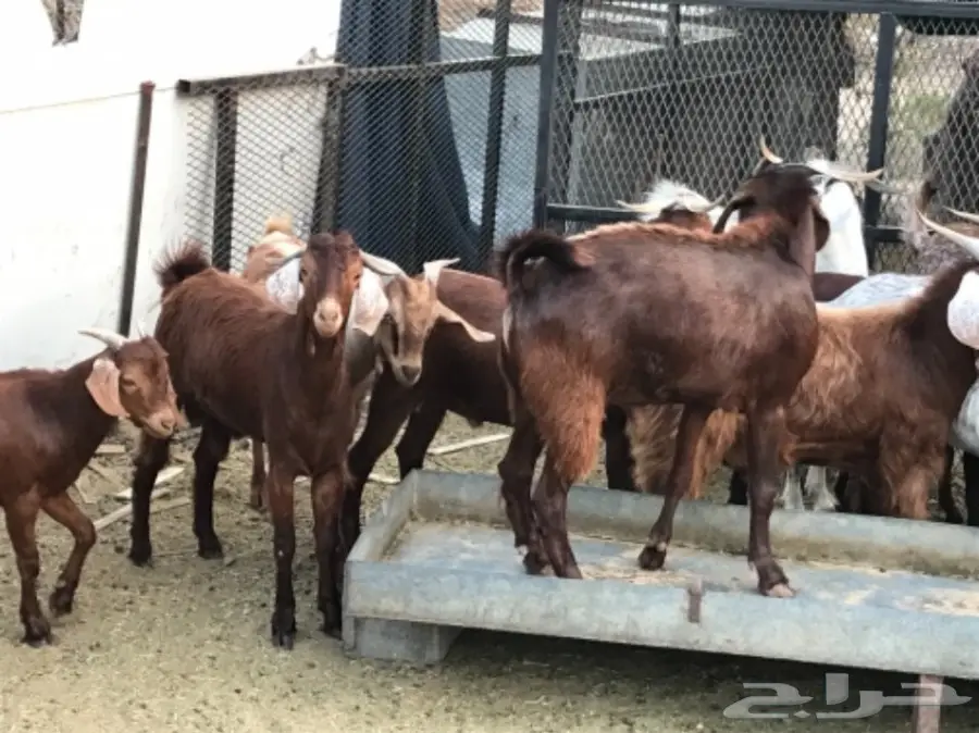 إبل معروضة للبيع - فرصة لا تُفوّت! (image 5)