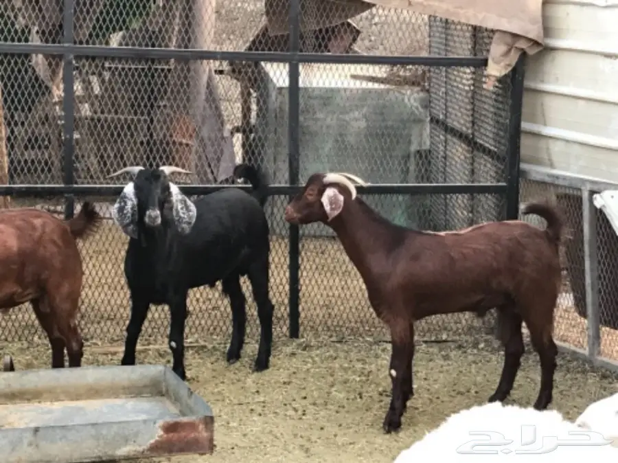 إبل معروضة للبيع - فرصة لا تُفوّت! (image 6)