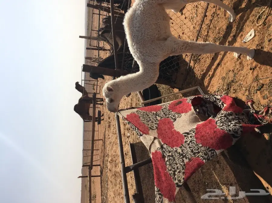 حواره تماميه (image 2)