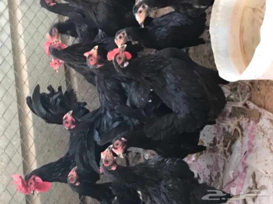 دجاج بلدي اسود حجم كبير