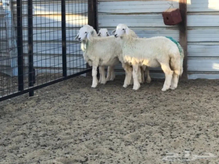 رخال طيبه شحم ولحم (image 1)