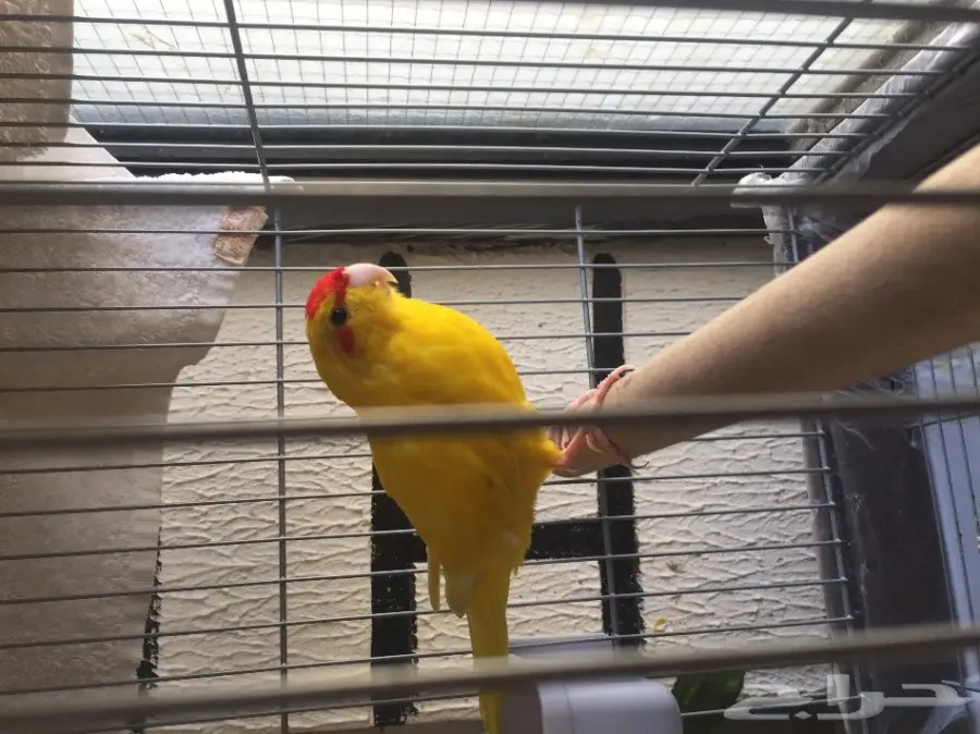 ذكر براكيت اصفر 