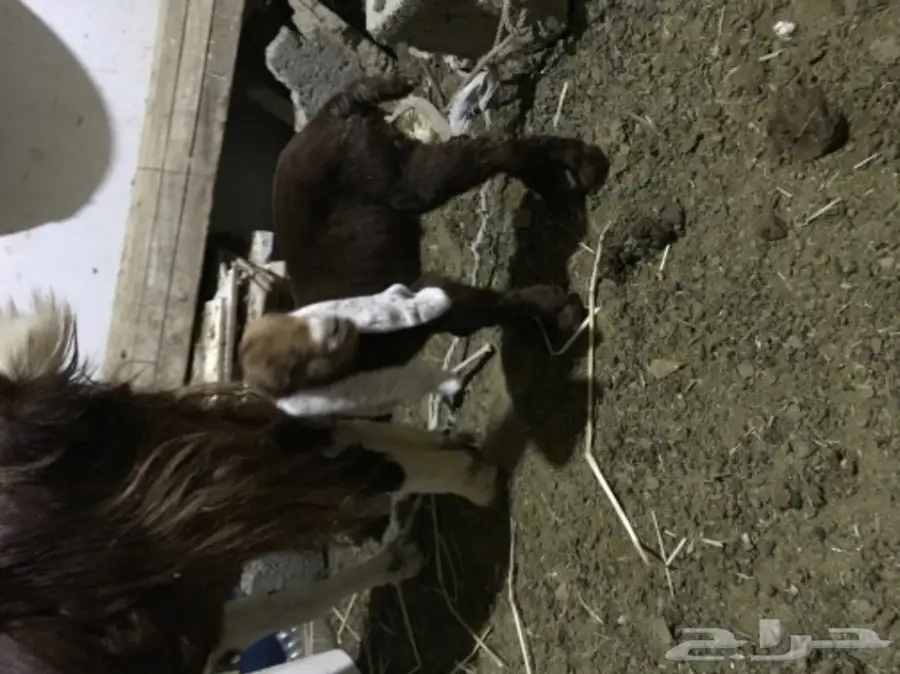 عنزة بلجروشي مميزة - فرصة لا تعوض! (image 2)