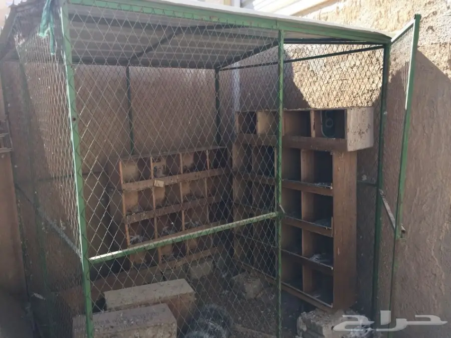 شبك بقلاوة للبيع (image 1)